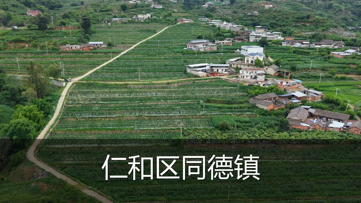 仁和区同德镇